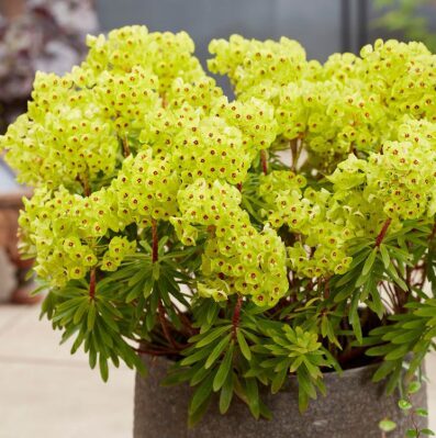 Eiforbija 'Little Treasure'